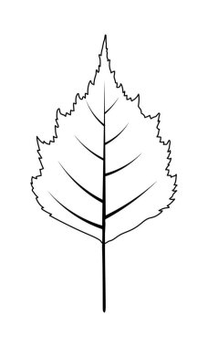 Sonbahar huş ağacı yaprağı. Sonbahar yaprakları dökülüyor. Vektör illüstrasyonu.