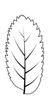 Autumn Rowan yaprağı. Yaprak düştü. Vektör illüstrasyonu.