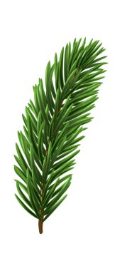 Yeşil Noel ağaç dalı elementi. Vektör illüstrasyonu.