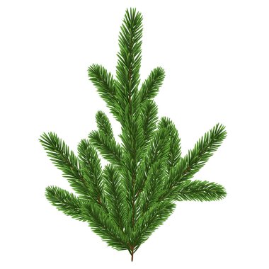 Yeşil Noel ağaç dalı elementi. Vektör illüstrasyonu.