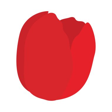 Bahar lalesi tomurcuğu. Renkli yaz ve bahar tasarımları yapmak için ideal. Vektör illüstrasyonu.