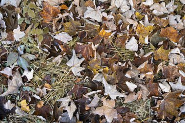 background of autumn leaves in the frost in forest or park. Close up