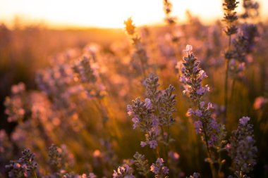 Provence, Fransa 'da menekşe lavanta tarlasında gün batımı.