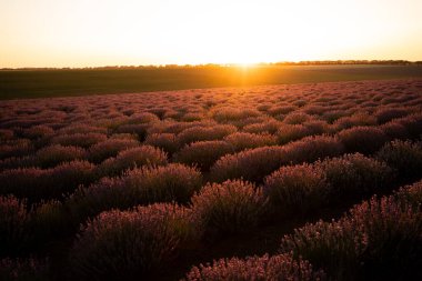 Güzel lavanta tarlası. Yaz günbatımı manzarası, güneş doğumlu ufuk. Boşluğu kopyala