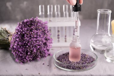 Analitik laboratuarda lavanta çiçekleri. Boşluğu kopyala