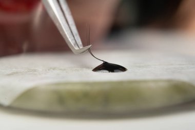 Yapay kirpiklerin ustası, cımbızla yapıştırıcı içinde 2 boyutlu bir paket oluşturur. Kirpik uzantıları cımbızla çalışır, palet yığını oluşturur, kapatır. Makro Vuruş