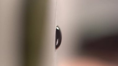 Yapay kirpiklerin ustası 3 boyutlu cımbızla yapışkan damlalar oluşturur. Kirpik uzantıları cımbızla çalışır, palet yığını oluşturur, kapatır. Macro Shot. dikey video