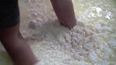 Peynir üreticisi, peynirle sütü büyük bir konteynırda elleriyle karıştırıyor. İtalya 'da parmesan peyniri üretimi. Yakın plan.