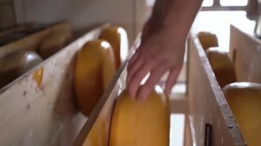 Peynir üreticisi yaşlanma sürecinde peynir tekerleği dolu raflarla depoda bekliyor. Peynir deposunda peynirlerin olgunlaşma süreci. İnek sağma çiftliği eko iş trendi. Dikey video