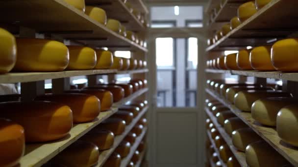 Peynir Olgunlaşma Deposundaki Ahşap Raflardaki Peynir Kafalar Avrupa Peyniri Üretimi — Stok video