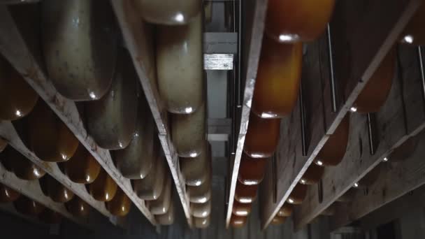 チーズ工場の木製棚の列で成熟した新鮮なチーズホイール 垂直ビデオ — ストック動画