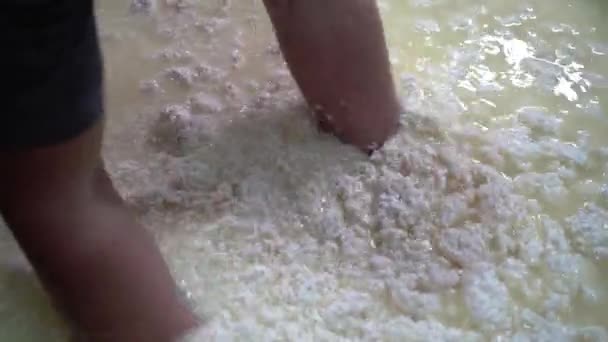 Cheesemaker Blandar Ostmassa Och Vassle Stor Behållare Med Händerna Framställning — Stockvideo
