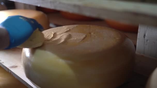 シェルフ付きチーズ製造でワックスでチーズホイールをこする男性の手のクローズアップ オランダのチーズ工場 スペースのコピー — ストック動画