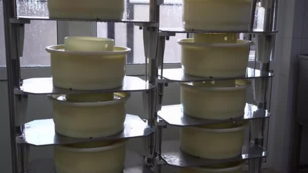 乳酪中以特殊的形式压入乳酪中 作为生产过程的一部分 复制空间 — 图库视频影像