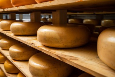 Peynir fabrikasının peynir üretim raflarına yakın çekim. Hollanda 'da peynir yapımı