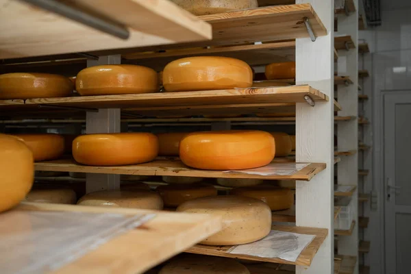 Cheese wheels maturing on wooden shelves in a cheese factory, close-up