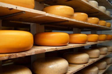 Cheese wheels on the shelves in diary production factory. Storage full of cow and goat cheese in the Netherlands. Store at milk factory. Dairy plant. Food industry. Close up clipart