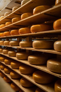 Süt ürünleri fabrikasının raflarında çeşitli aromalı peynir çarkları. İtalya, Parma 'daki küçük peynir çiftliğinde sert peynir. Süt fabrikasında. Süt bitkisi. Yiyecek endüstrisi. Boşluğu kopyala