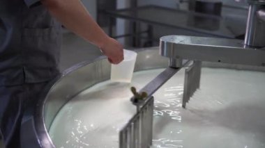 Peynir üreticisi, süt dolu büyük bir çelik tanka rennet döker. Peynir fabrikasında peynir üretim süreci. Boşluğu kopyala
