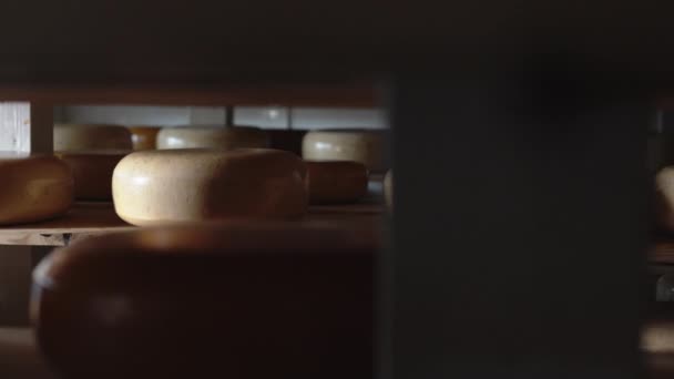 奶酪工厂 荷兰芝士 新鲜的奶酪头放在木制架上 后续行动 — 图库视频影像