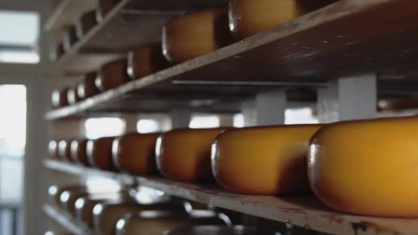 チーズホイールは 日記製造工場の棚に横たわっていた 伝統的なチーズ工場のコンセプト スペースのコピー — ストック動画