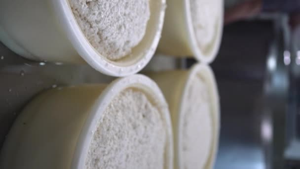 Produkcja Przechowywanie Serów Creamery Przetwarza Ostatnie Etapy Przygotowywania Partii Sera — Wideo stockowe