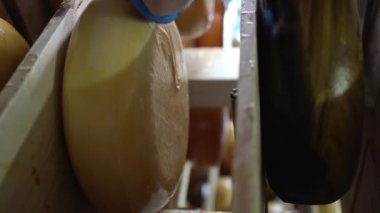 Fabrika deposunda cilaya bulanmış peynir çarkı, yakın plan. Avrupa peynirleri ve süt ürünleri üretimi kavramı. Dikey video