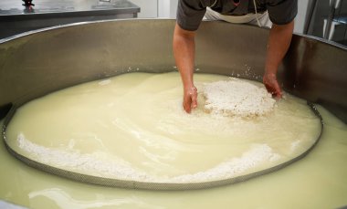 Peynir üreticisi büyük paslanmaz çelik tanklarda kaymak ve sütü birbirinden ayırır. Peynir yapma konsepti. Boşluğu kopyala
