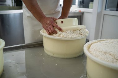 Peynir üreticisinin, üretim çiftliğindeki plastik kalıpların içine peynir koyduğu yakın plan. Geleneksel İspanyol peyniri taze koyun sütünden. Boşluğu kopyala