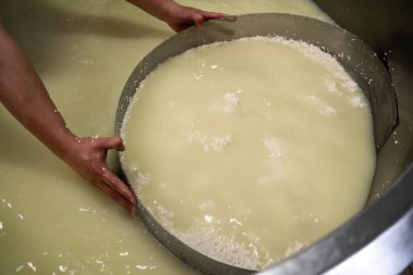 Peynir ve süt süt üretim fabrikasında el emeği işçisi veya peynir üreticisi. Geleneksel Avrupa el yapımı gıda üretimi. Üst görünüm