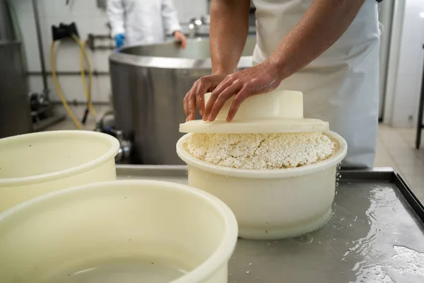 Traditional italian cheese making with fresh milk. Private small-scale cheese factory. Cheese maker pressing curd in the forms. Close-up