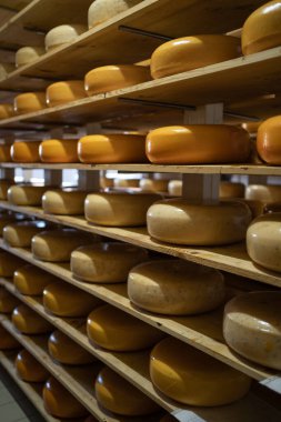 Peynir fabrikası ahşap raflar ve çeşitli peynir çeşitleri. Boşluğu kopyala