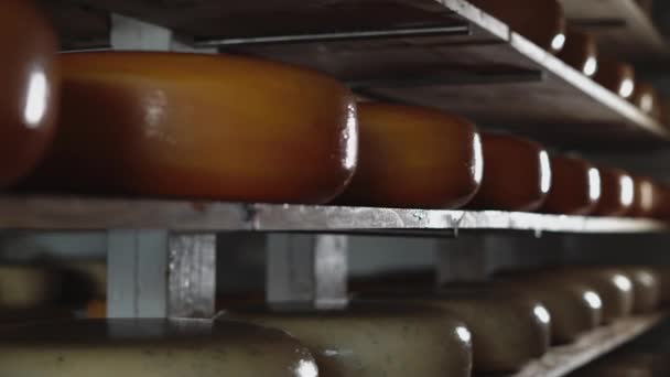 在一家奶酪工厂的一排排木制货架上 对奶酪轮进行了分类 使其成熟 奶酪生产的概念 复制空间 — 图库视频影像