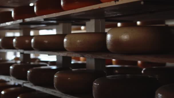 古いと若いチーズとチーズ工場の生産棚 食品製造コンセプト — ストック動画