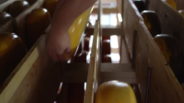Ένας Άνθρωπος Cheesemaker Στην Αποθήκη Ξύλινα Ράφια Ένα Έτοιμο Τυρί — Αρχείο Βίντεο