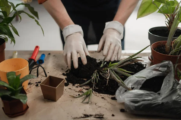 Les Jardinières Transplantent Main Des Plantes Succulentes Dans Des Pots — Photo