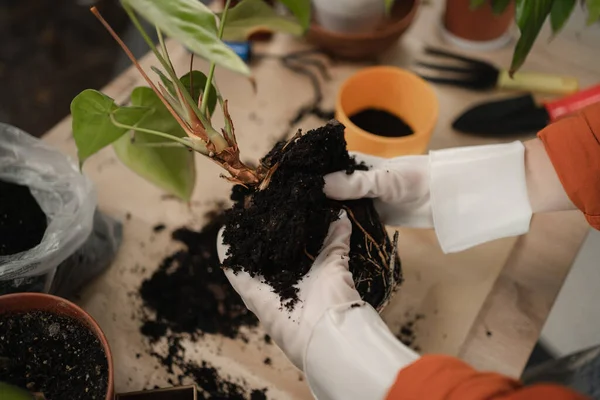 Repotting Spring Care Houseplants Woman Transplanting Plant New Pot Home — Stock Photo, Image