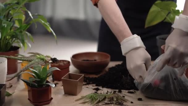 Entretien Des Plantes Intérieur Printemps Homme Transplante Des Plantes Dans — Video