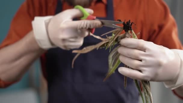 Bitkileri Hastalıkları Aloe Bitkisinin Hasarlı Yapraklarını Kesen Erkek Elleri — Stok video