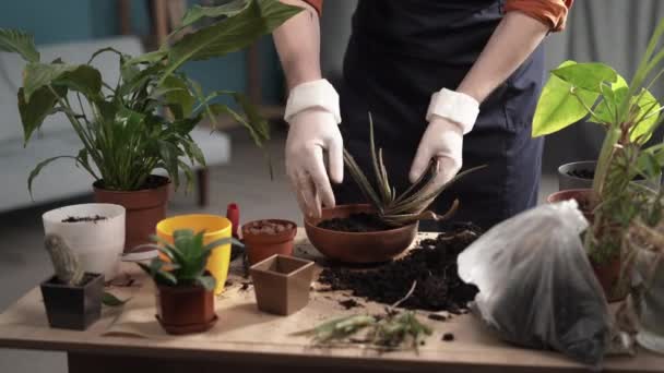 Homme Transplantant Aloès Dans Pot Table Maison Intérieur Gros Plan — Video