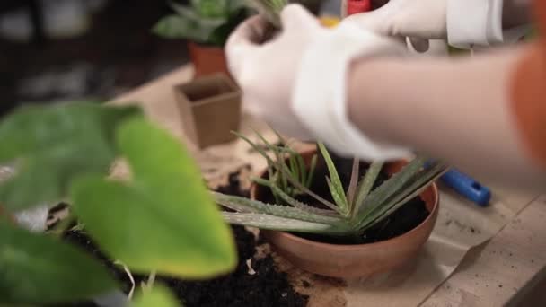 植物移植の概念 アロエの花を黒い土のセラミックポットに移植する男 春の家庭のケアと移植 — ストック動画