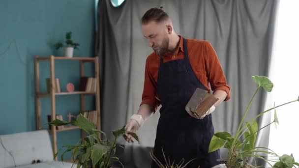 Ziekte Kamerplant Een Man Kijkt Naar Verwelkende Kamerplant Spathiphyllum Pot — Stockvideo