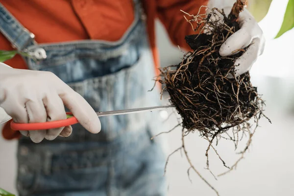 Woman Transplanting Plant Trims Roots Scissors Home Close Gardener Transplant — Stock Photo, Image