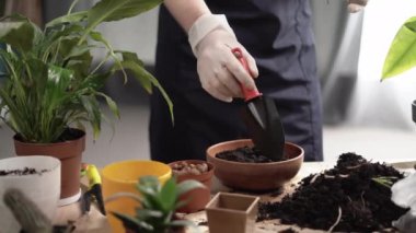 Adam Aloe 'yi evdeki masada pota naklediyor, yakın plan. Çiçek bakımı.