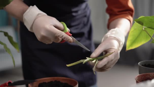 Woonplanten Ziekten Stoornissen Identificatie Behandeling Huishoudelijke Zonnebrand Mannelijke Handen Snijden — Stockvideo