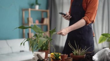 Spring Houseplant Care konsepti. Bir ev bitkisinin kuru yapraklarını inceleyen ve bir hastalık sorununu çözmek için interneti kullanan bir adam. Nakil bitkisi Spatthiphyllum