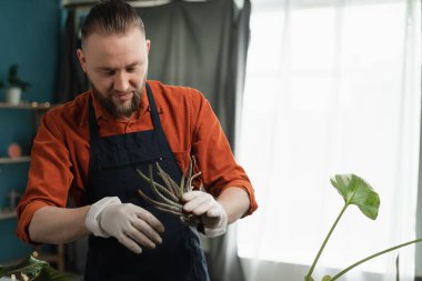 Spring Houseplant Bakım evi. Adam evdeki yeni çömleğe hastalık nakli yapıyor. Boşluğu kopyala