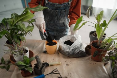 Spring Houseplant Bakım evi. Kadın bitkileri evdeki kara toprakla yeni bir çömleğe naklediyor. Bahçıvan nakil tesisi. Üst görünüm