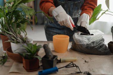 Spring Houseplant Bakım evi. Kadın bitkileri evdeki kara toprakla yeni bir çömleğe naklediyor. Bahçıvan nakil tesisi. Yakın plan.