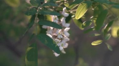 Akasya ağacı baharda çiçek açıyor. Günbatımında çiçek açan beyaz akasya çiçekleri. Yumuşak kokulu bal. 4K
